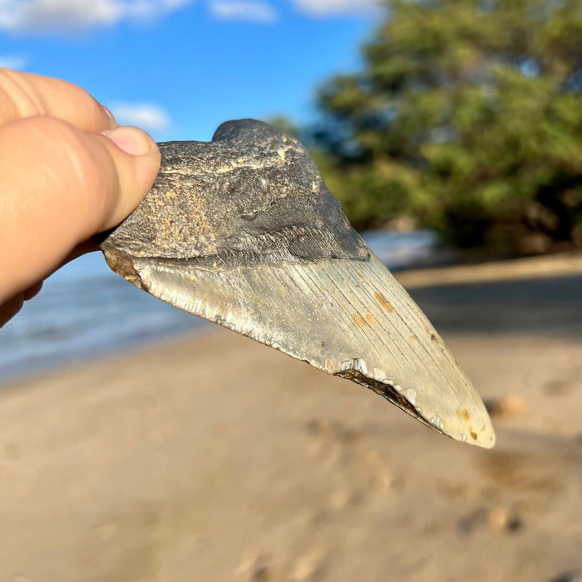 Side of 4 15/16” Megalodon Tooth with blue-grey crown and charcoal root