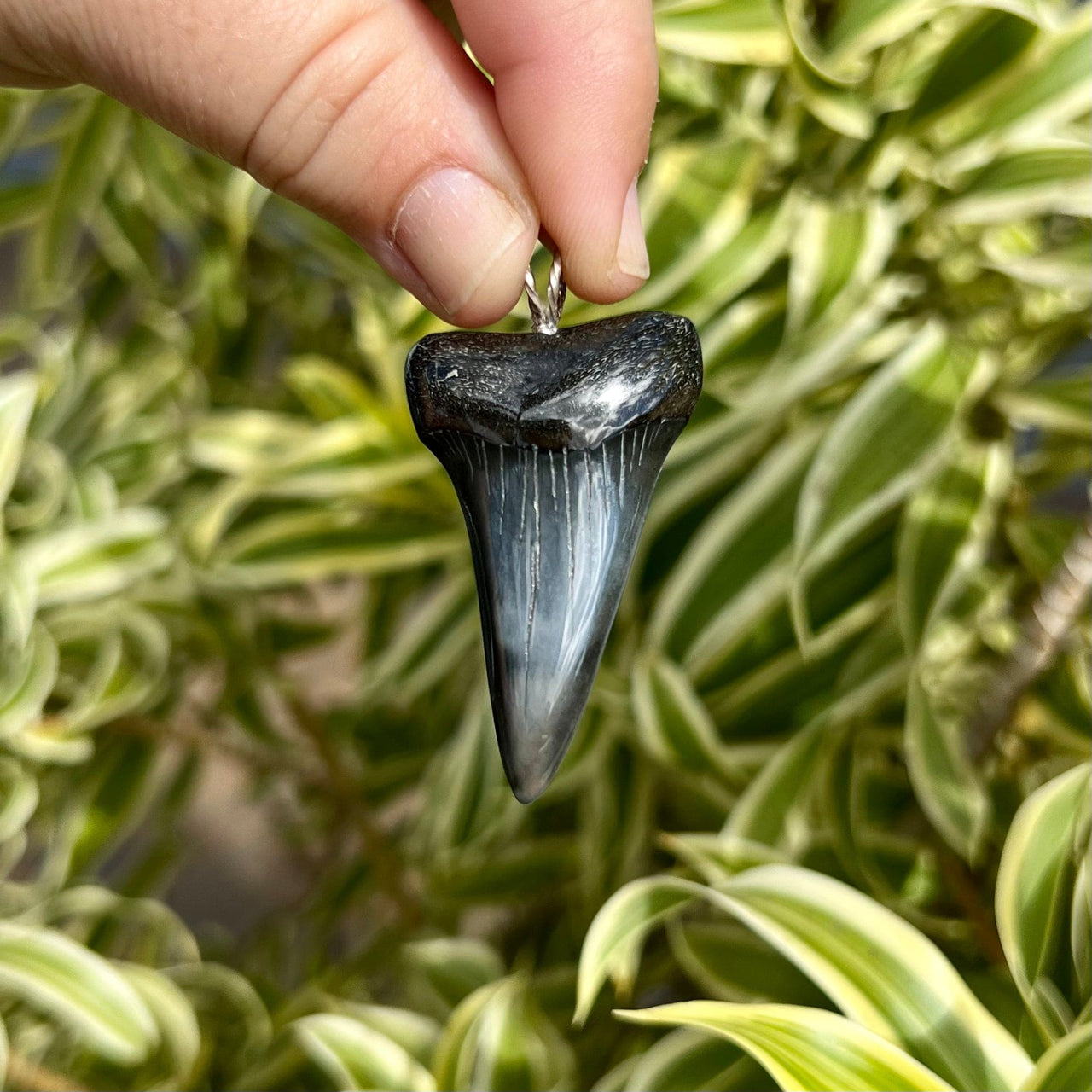 Fossil Mako Tooth Pendant- STFP25