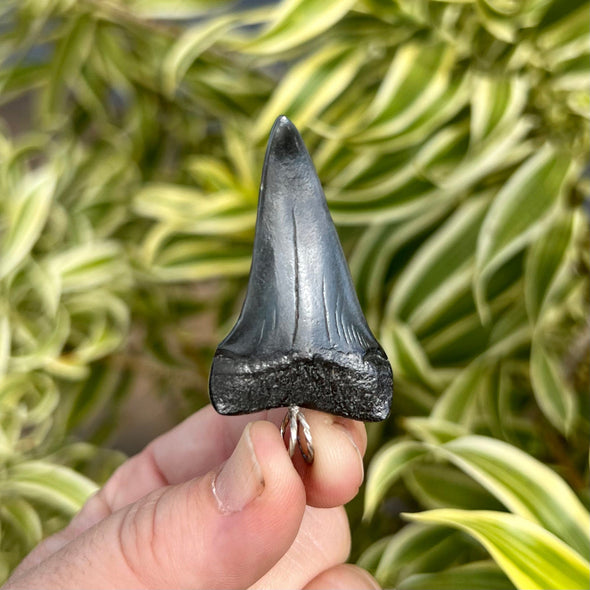Fossil Mako Tooth Pendant- STFP25