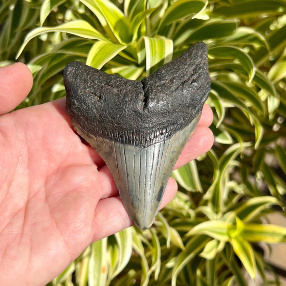 3 7/8” Megalodon Shark Tooth Fossil