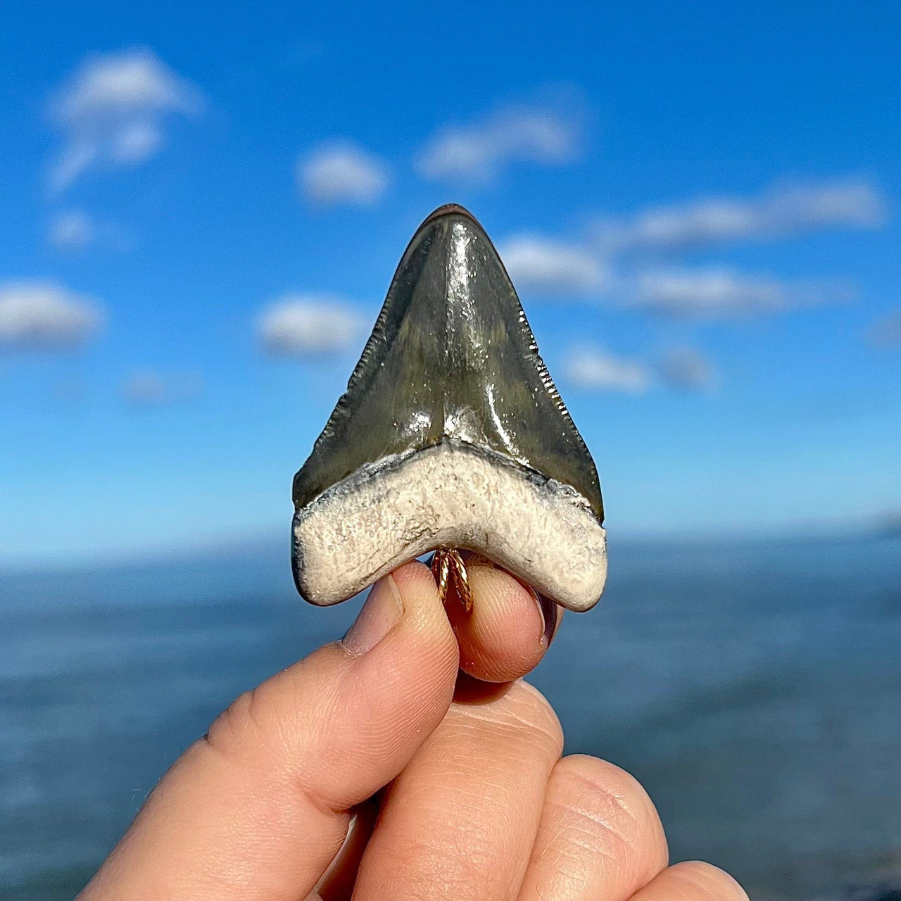 Bone Valley Megalodon Tooth Pendant