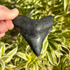 3 1/2" Megalodon Tooth