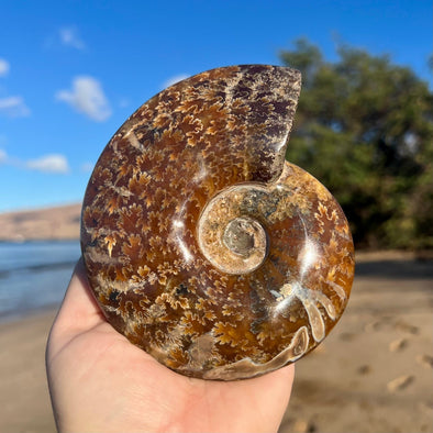 5 1/4” Polished Ammonite Fossil