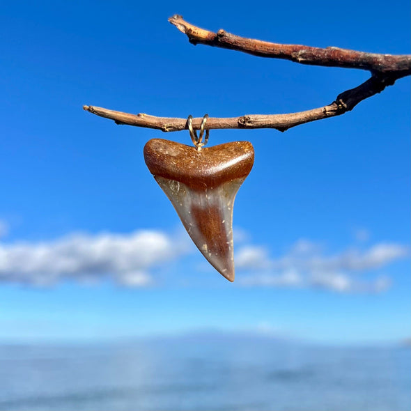 Alluring Fossil Mako Tooth Pendant- STFP23