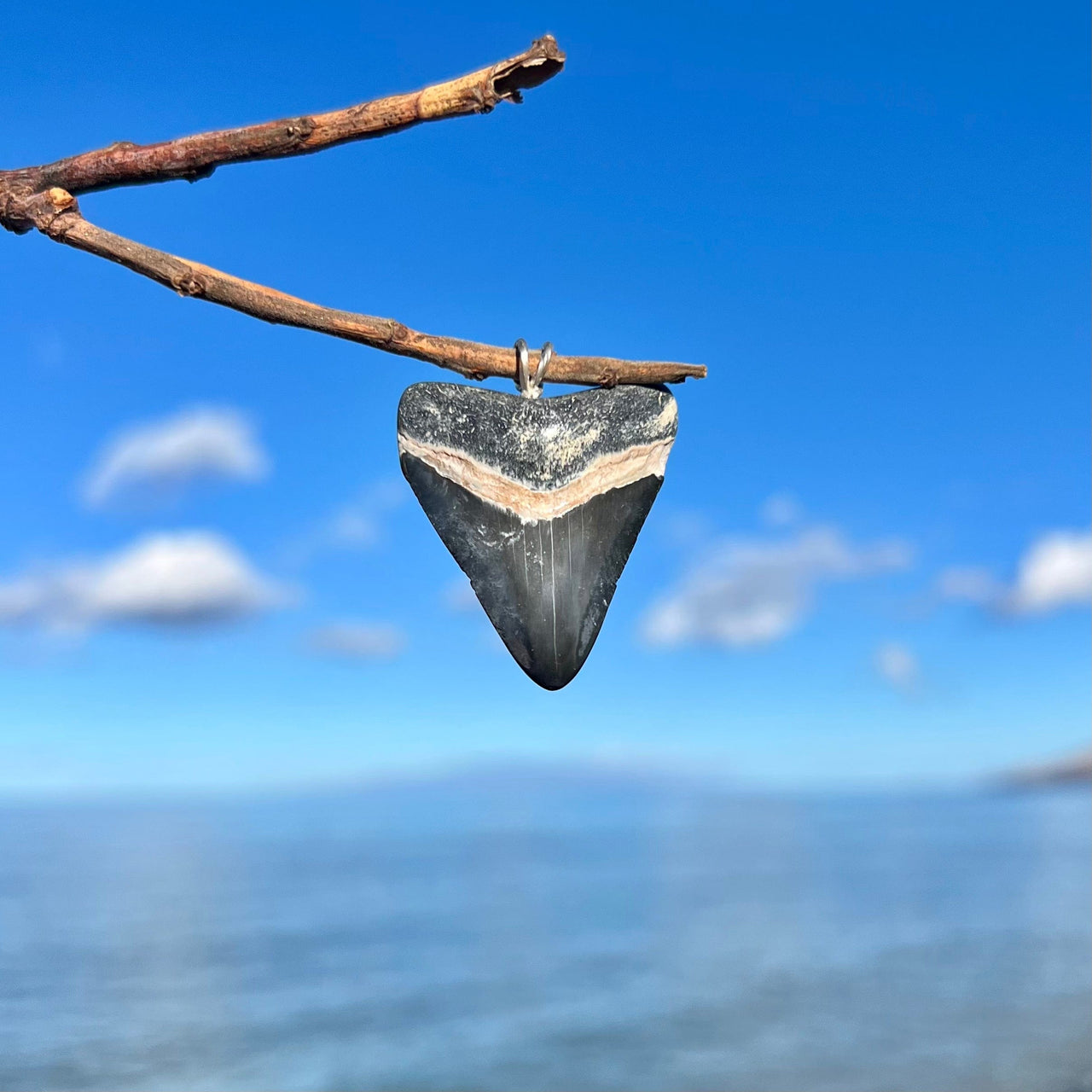 Bone Valley Megalodon Tooth Pendant