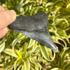 3.5 Inch Megalodon Tooth Fossil