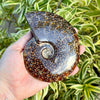 Person Holding 4 15/16” Polished Ammonite Fossil