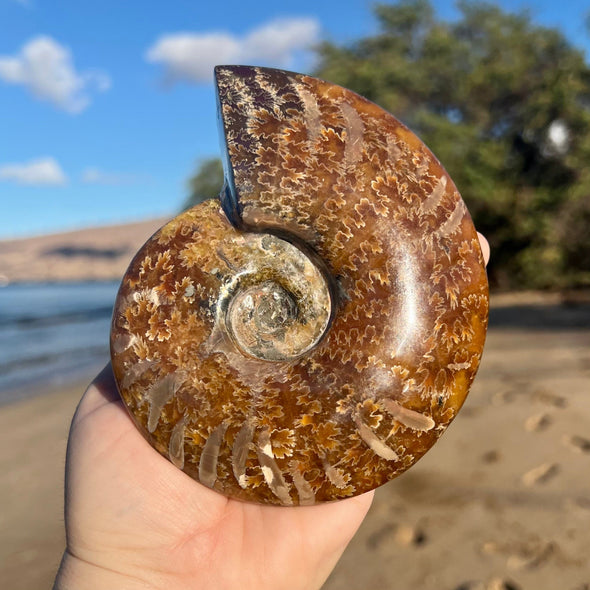5.25 Inch Polished Ammonite Fossil