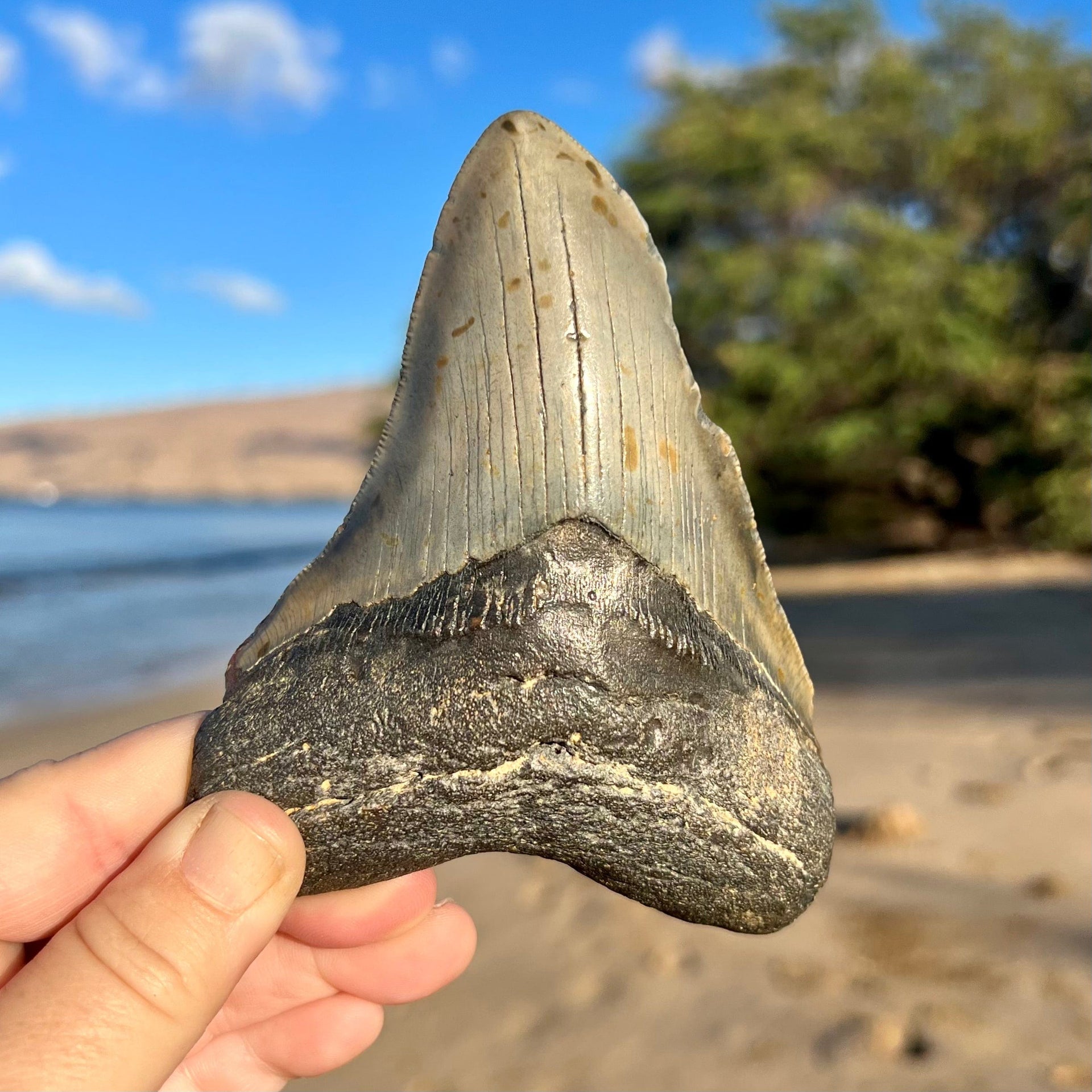 4 15/16” Megalodon Tooth