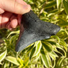 3 1/2" Megalodon Tooth Fossil with Matte Black Root
