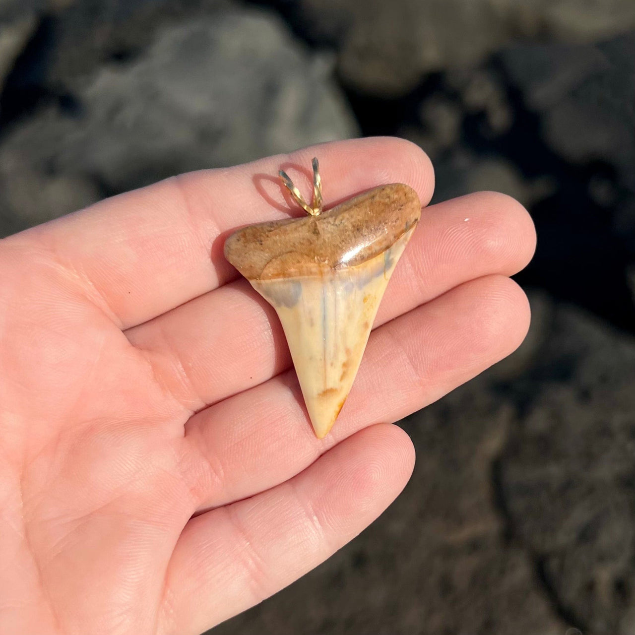 1 5/8” Mako Shark Tooth Pendant