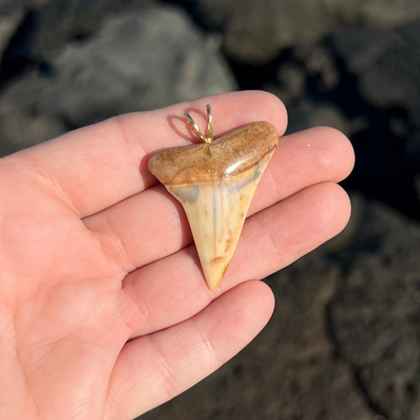 1 5/8” Fossil Mako Tooth Pendant- STFP33
