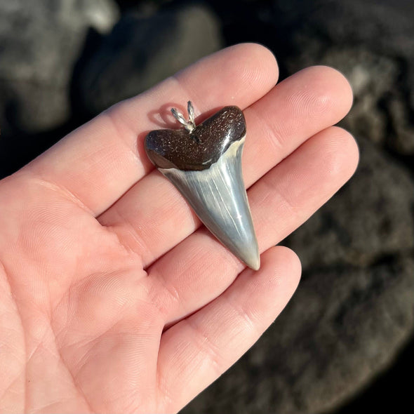 Mako Shark Tooth Pendant with Gray Crown