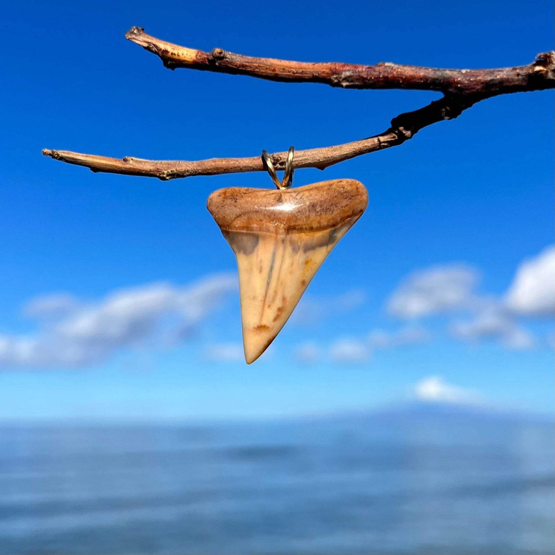 1 5/8” Fossil Mako Tooth Pendant