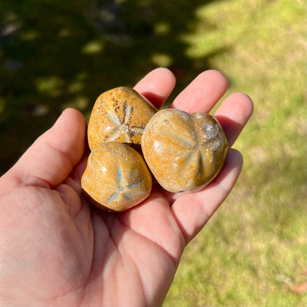 Sea Biscuit Fossil