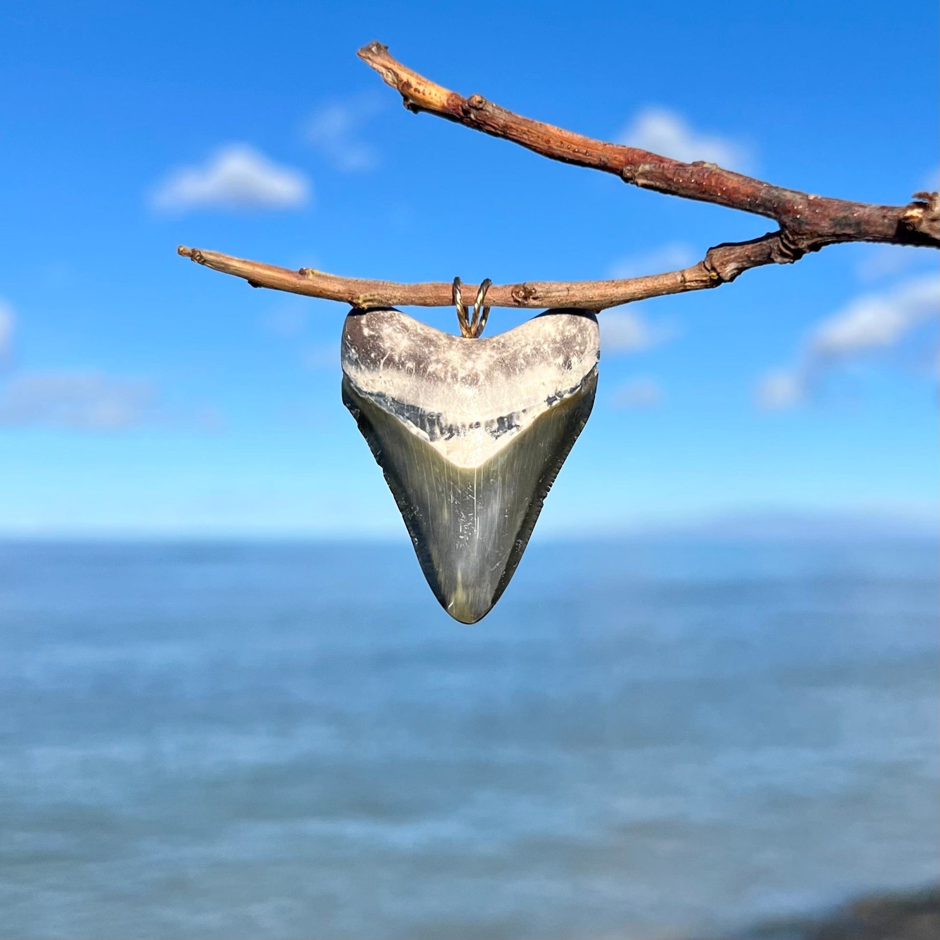 Bone Valley Megalodon Tooth with Mottled White Root