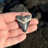 Bone Valley Megalodon Shark Tooth Pendant