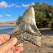 Back of 4 15/16” Megalodon Tooth Fossil