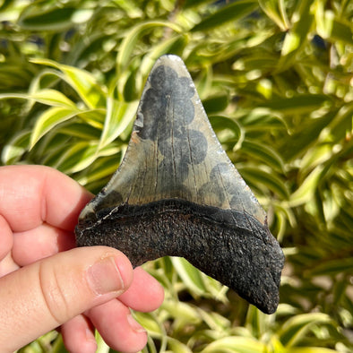 3 7/8” Megalodon Tooth