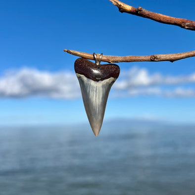 Mako Shark Tooth Pendant with Black Root