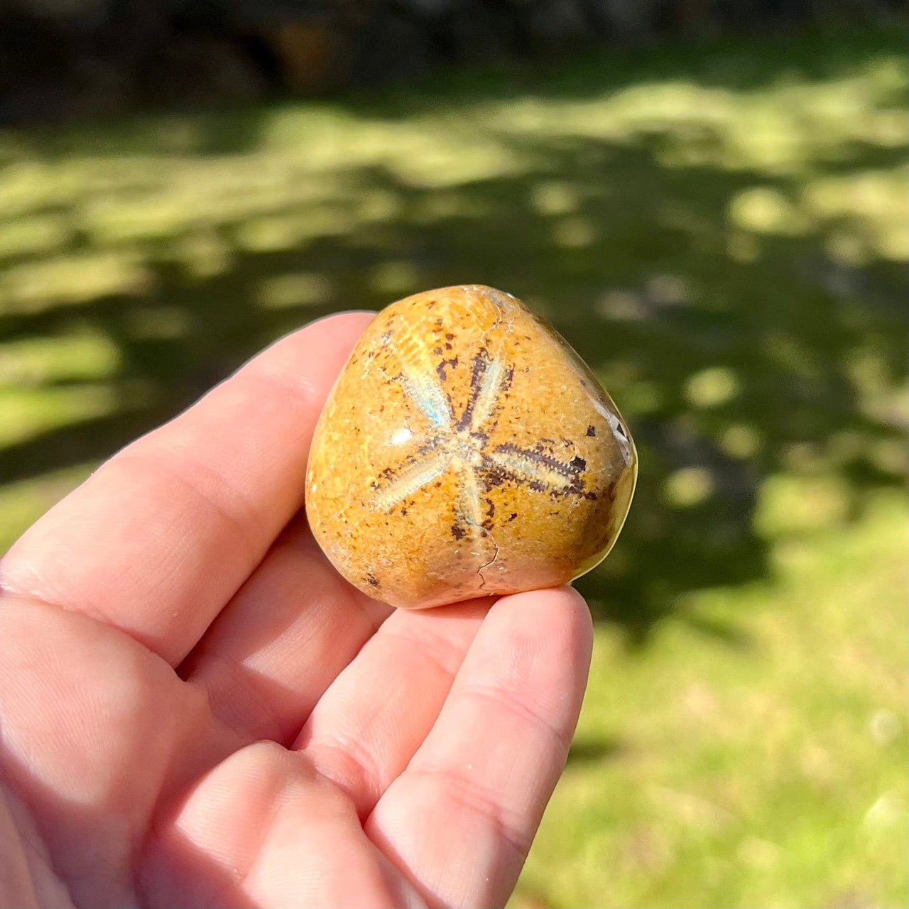 Sea Biscuit Fossil