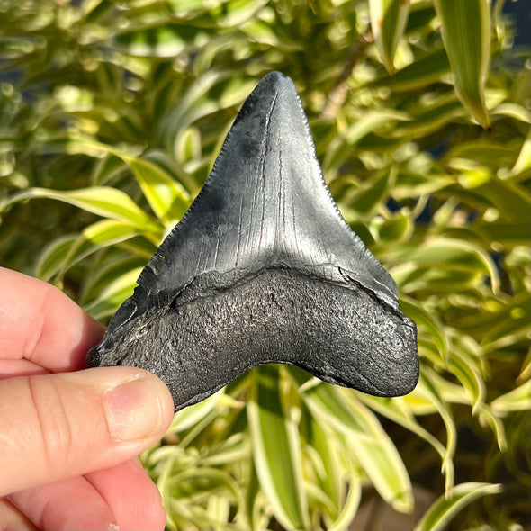 Back of 3.5" Megalodon Shark Tooth