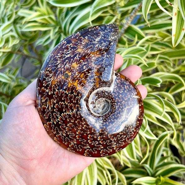 4 15/16” Polished Ammonite Fossil