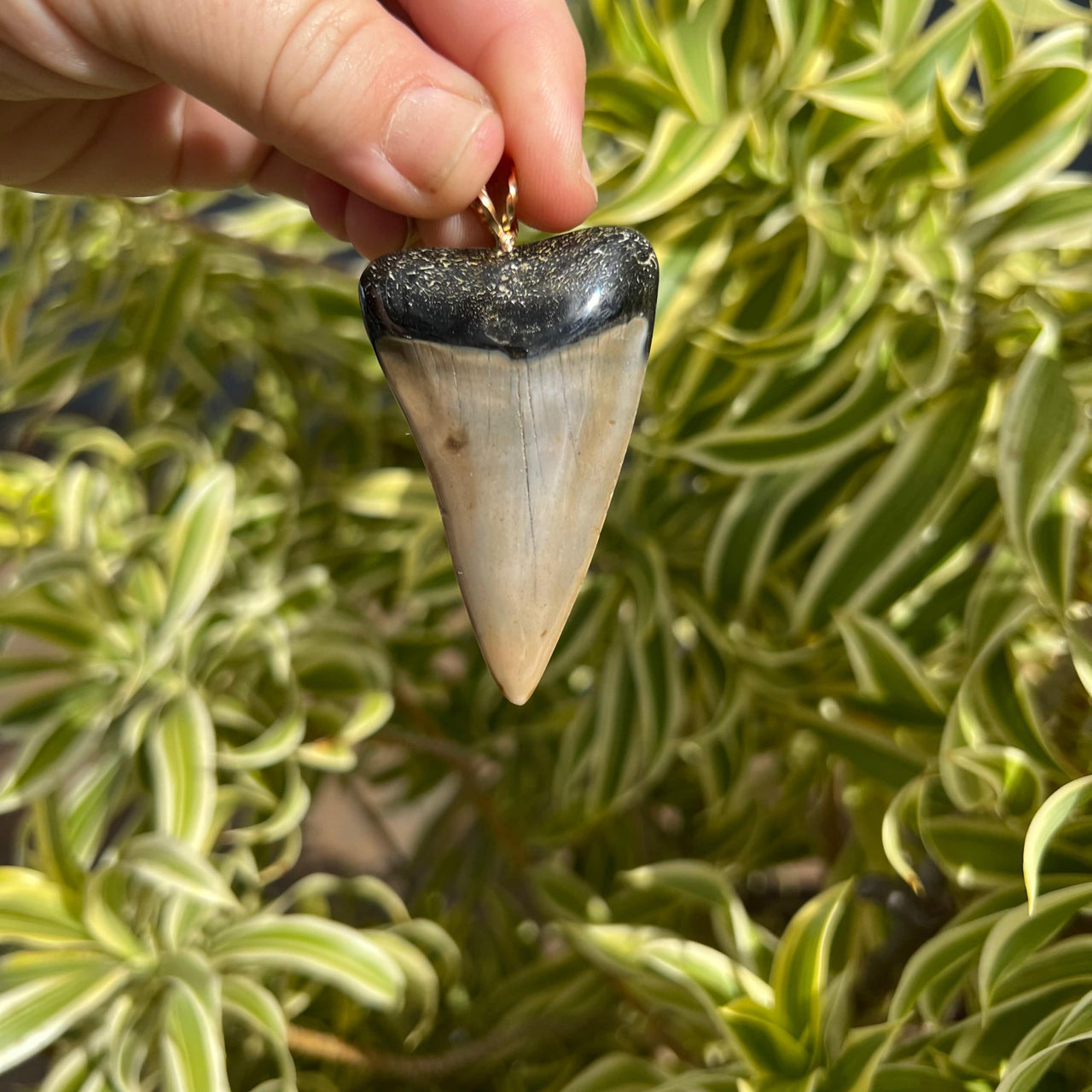 2.25" Mako Shark Tooth Pendant