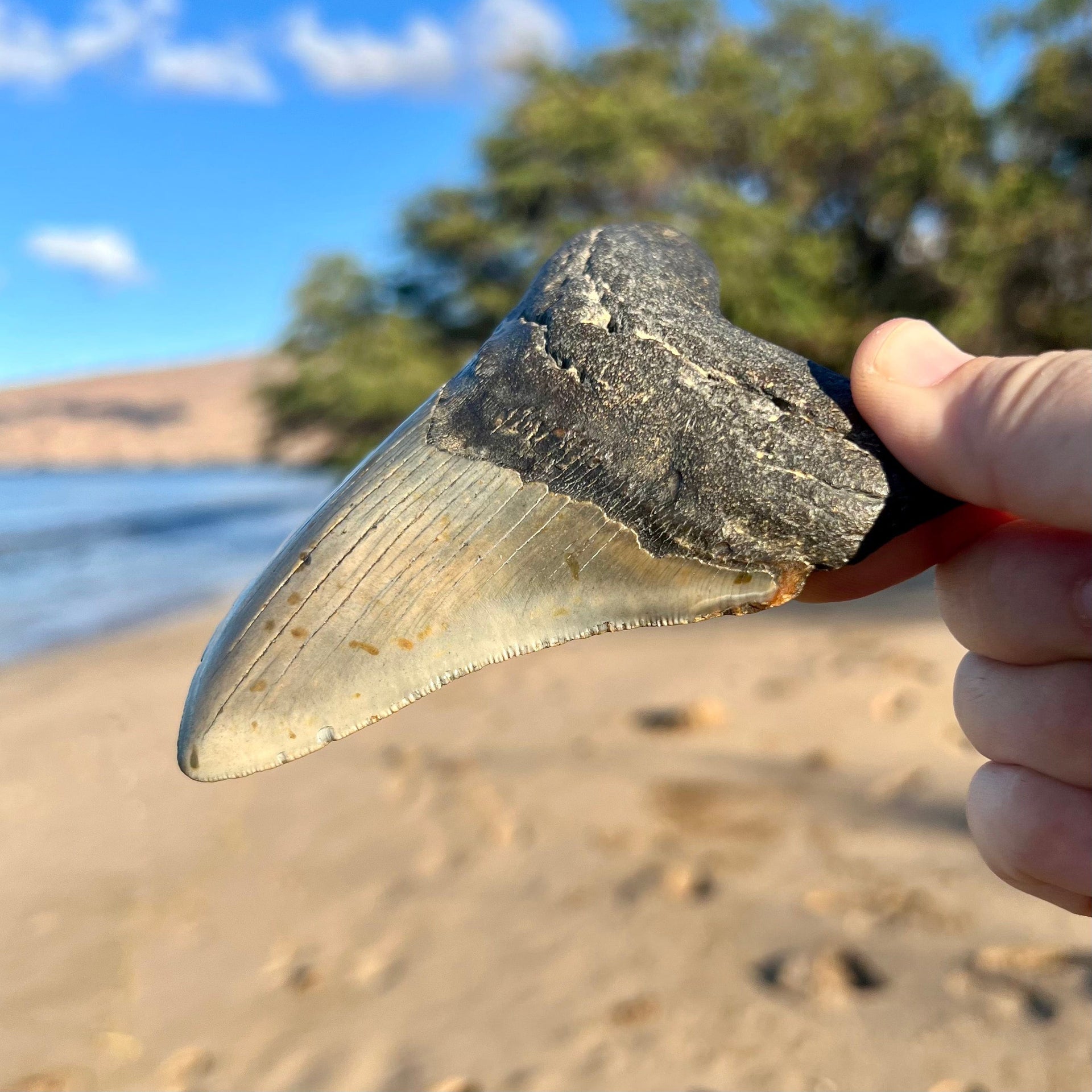 4 15/16” Megalodon Tooth Fossil