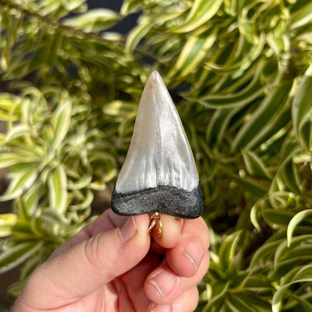 Back of 2.25" Mako Shark Tooth Pendant