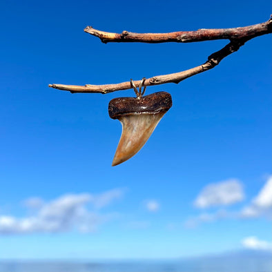 Fossil Mako Shark Tooth Pendant with Gold Fill Bale