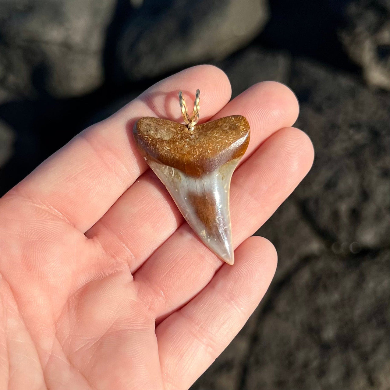 Alluring Fossil Mako Tooth Pendant- STFP23