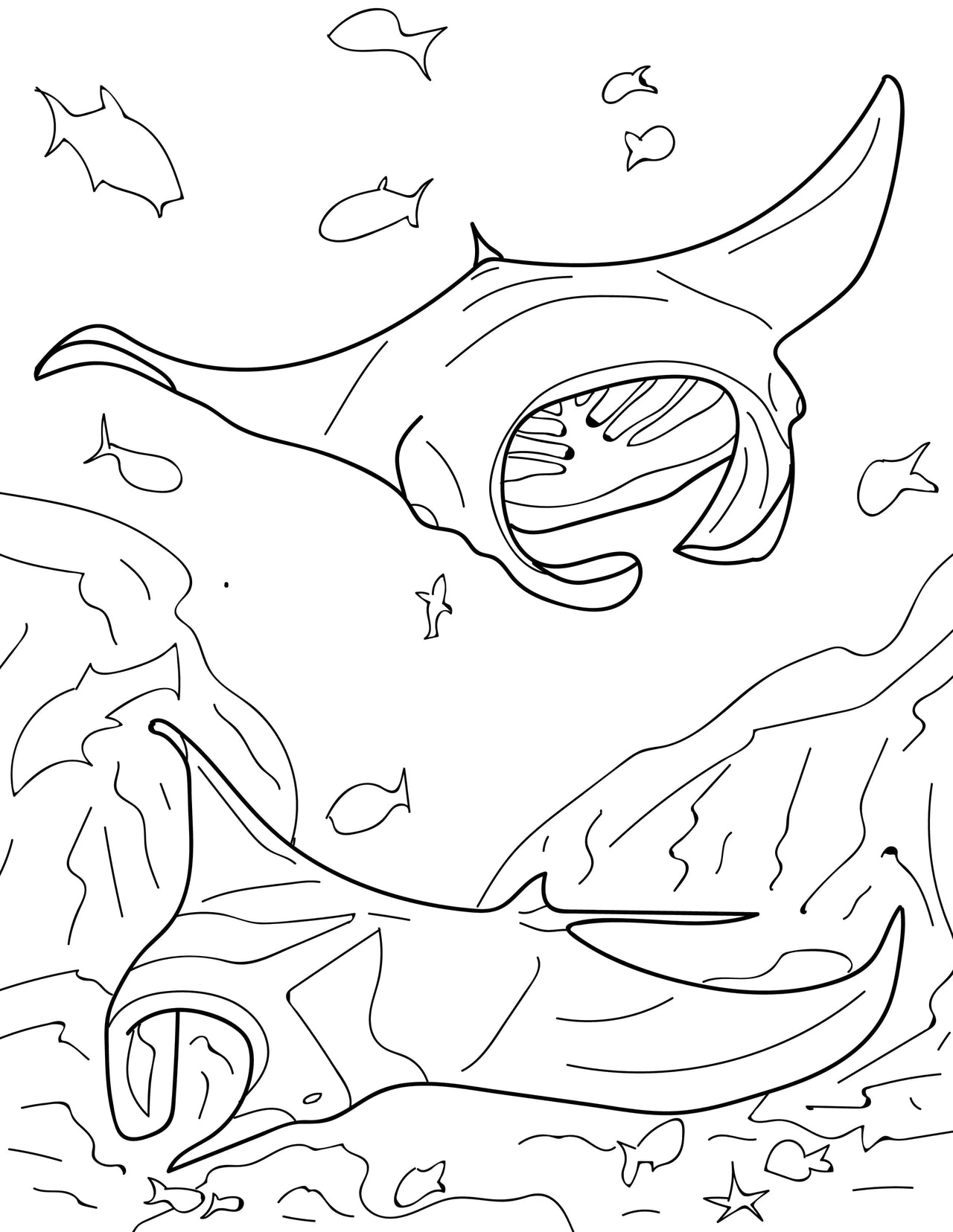 Sharks and Rays Educational Coloring Book