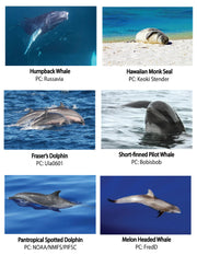 Marine Mammal Educational Coloring Book Species Included