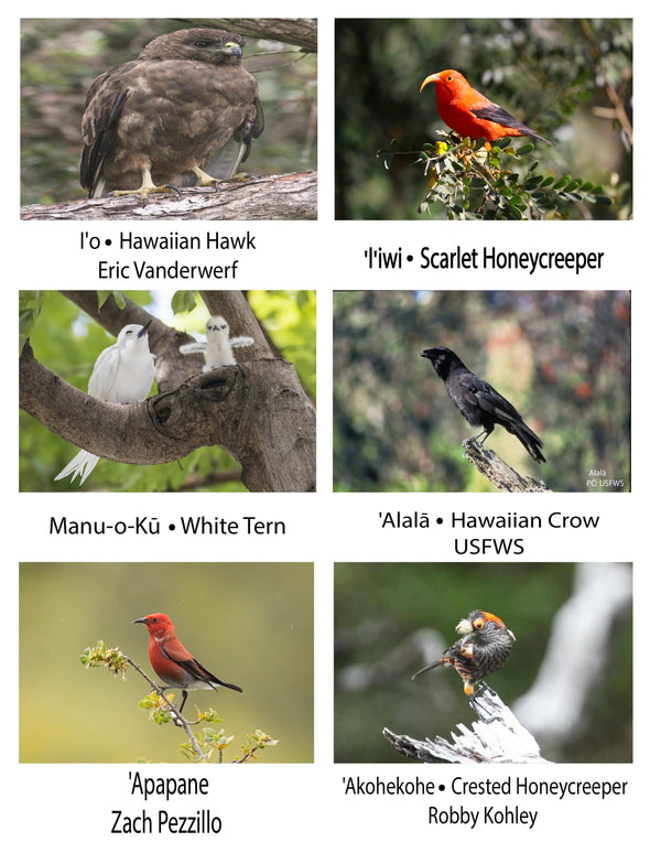 Birds from Hawaiian Ma uka Wildlife Coloring Book