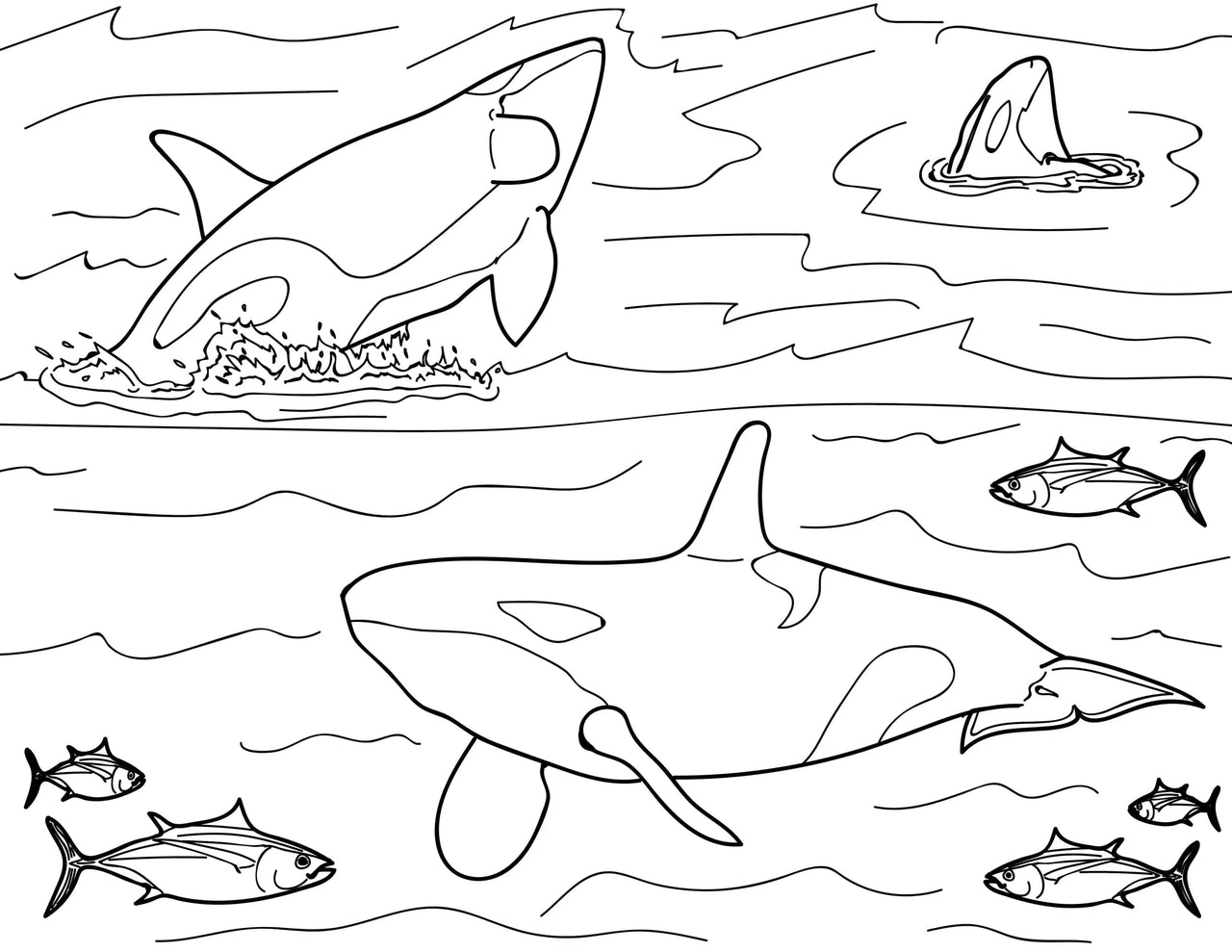 Marine Mammal Educational Coloring Book Page