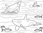 Marine Mammal Educational Coloring Book Page