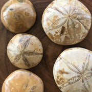 A selection of fossilized sand dollars, or Sea biscuits, from Madagascar