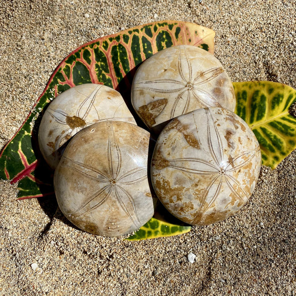 Sand Dollar Fossil