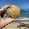 Sand Dollar Fossil