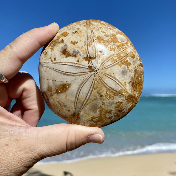 Sand Dollar Fossil