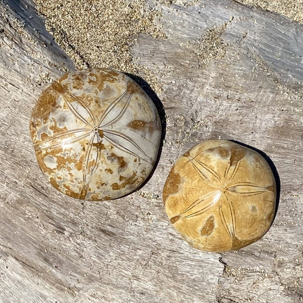 Sand Dollar Fossil