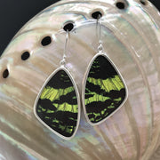 Large Butterfly Wing Earrings set in Sterling Silver