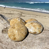 Sand Dollar Fossil