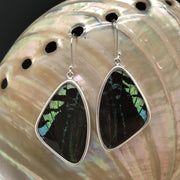 Large Butterfly Wing Earrings in black with green and blue accents