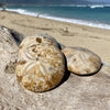 Sand Dollar Fossil