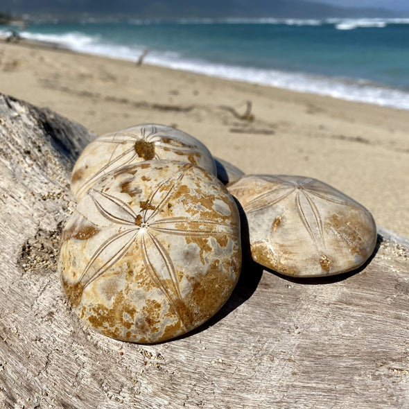 Sand Dollar Fossil