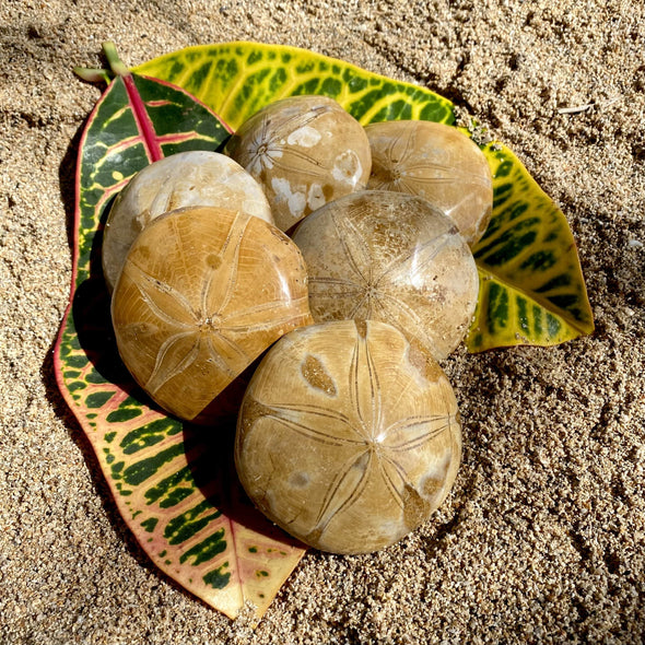 Sand Dollar Fossil