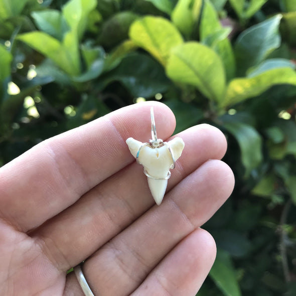 Lower Jaw Bull Shark Tooth Pendant with silver wire wrap bale