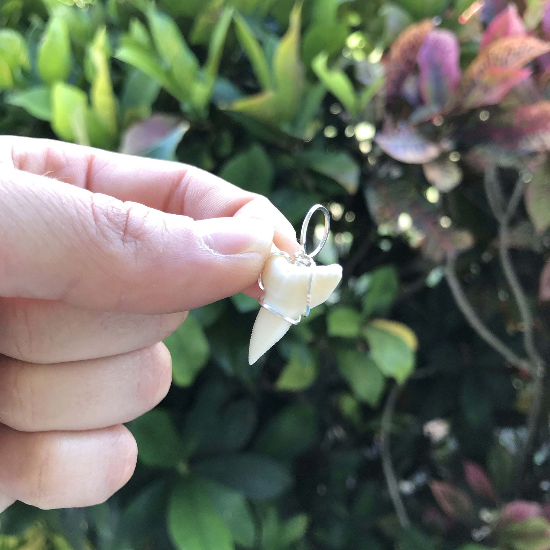 Lower Jaw Bull Shark Tooth Pendant with silver wire wrap bale